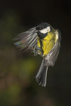 Great tit bird in mid-flight against dark background