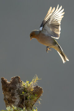 Graceful bird in mid-flight approaching a perch