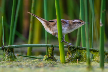 Wren like rushbird, in marsh environment, Patagonia, Argentina