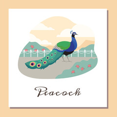 Beautiful peacock with put down amazing tail, bird with ornamental feathers, decorative plumage vector peafowl poster