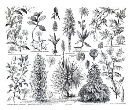 Vintage hand drawn illustration of medical plants. set of hand drawn medical plants and herbs. botanical engraved elements. wild flowers. healthy lifestyle. organic plant illustration.