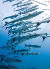 A Large school of Blackfin Barracuda swim in the open water towards the viewer