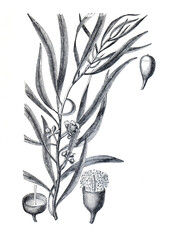 Vintage hand drawn illustration Eucalyptus amygdalina or black peppermint plant. hand drawn medical plant. botanical engraved medicinal plant.