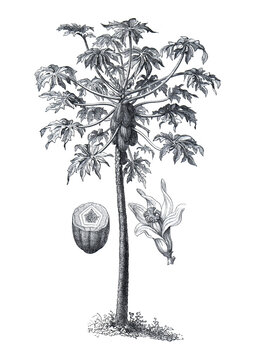 Vintage plant illustration papaya or papaw or pawpaw plant. hand drawn medical plant. botanical engraved elements. healthy lifestyle. botany fruit papaya illustration.