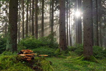 Magical forest with rays of sunlight and edible mushrooms