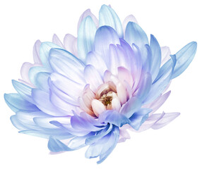 Chrysanthemum    flower  on  isolated background with clipping path. Closeup..  Transparent background.  Nature.