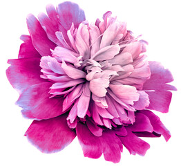 Purple  peony flower  on  isolated background with clipping path. Closeup. For design.  Transparent background.  Nature.