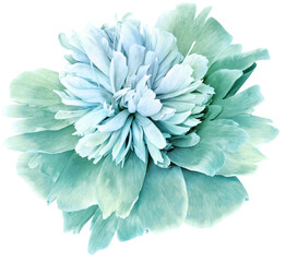 Green   peony flower  on  black  isolated background with clipping path. Closeup. For design. ...