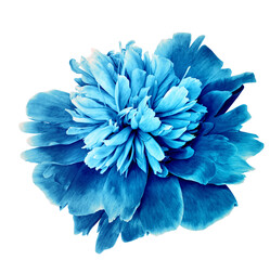 Blue peony flower  on   isolated background with clipping path. Closeup. For design. Transparent background.  Nature. - obrazy, fototapety, plakaty