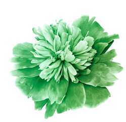 peony flower  on  isolated background with clipping path. Closeup. For design.  Transparent...