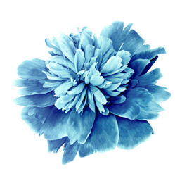 Blue peony flower  on   isolated background with clipping path. Closeup. For design.  Transparent background.  Nature.