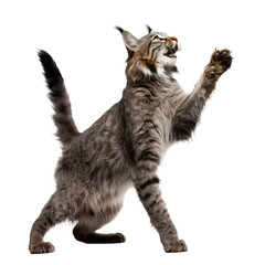beauriful iberian lynx cat isolated on white - obrazy, fototapety, plakaty