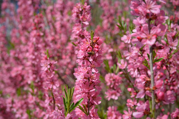 Blossoming pink trees Prunus Triloba. Pink almond flowers in spring time. Bees collecting pollen.