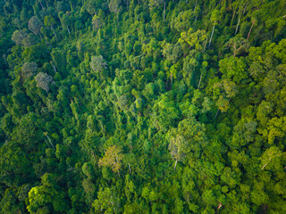 Aerial green tropical forest on sea island carbon recycling ecology system