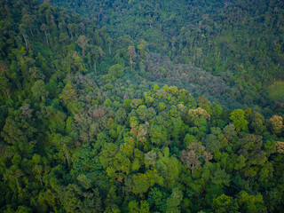 Aerial green tropical forest on sea island carbon recycling ecology system