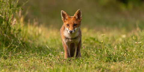Young red fox cub on the grass in warm sunshine