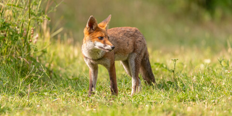 Young fox cub looking to the right on a field of grass in the warm sunshine