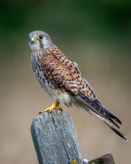 Male Kestrel perched on a rustic fence post with soft background