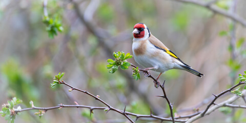 Goldfinch perched on a tree branch with green spring buds starting to appear