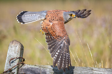 Male Kestrel gliding past an old fence and field