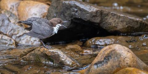Dipper sitting on a stone in a river singing