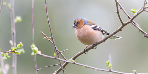 Chaffinch perched on a tree branch with green spring buds starting to appear