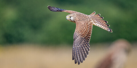 Male Kestrel gliding over a field with blurred green hedgerow in the background