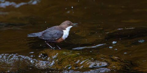 Dipper sitting on a stone in a river