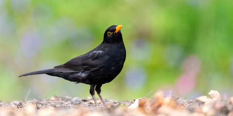 Blackbird on woodland floor with head cocked and green grass background
