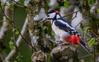 great spotted woodpecker on tree