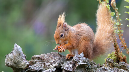 Red Squirrel sitting on a stone wall eating nuts