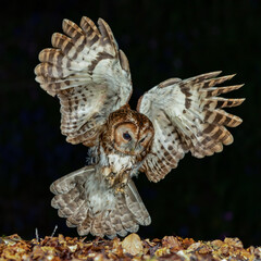 Tawny Owl with wings spread wide open above it as it lands at night.
