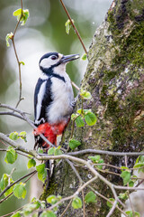great spotted woodpecker on tree eating