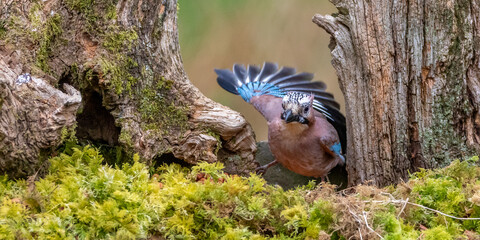 Eurasian Jay appearing to wave with its wing whilst sat on an old tree stump with moss in the foreground