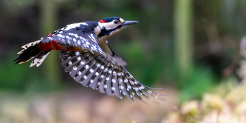 Greater Spotted Woodpecker in flight with blurred forest background