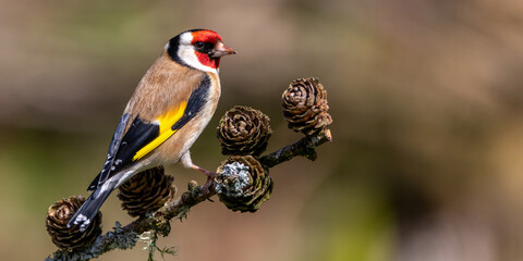 Goldfinch on a branch with cones