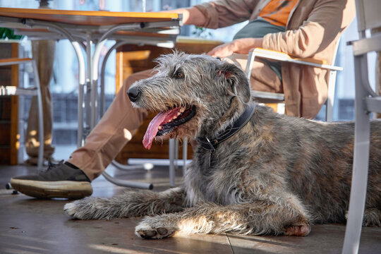 One Irish Wolfhound dog with its owner in a cafe. The dog drinks water and coffee. Breakfast content, pet food.