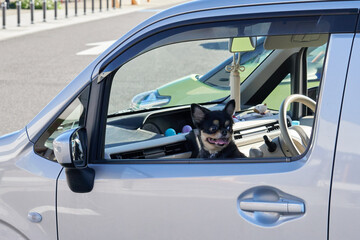 駐車場で愛車から顔を出す黒い犬