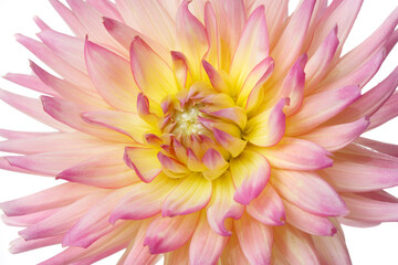Pink and yellow dahlia flower isolated on a white background.