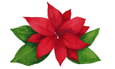 poinsettia