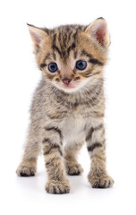 Kitten on white background.
