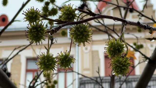 Chestnuts inside green hedgehogs hanging from branches of chestnuts in the rain swaying in the wind against the background of the city