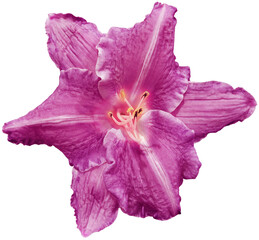 Lily   purple flower  on  isolated background with clipping path.  Closeup. For design. View from above.   Transparent background.  Nature.