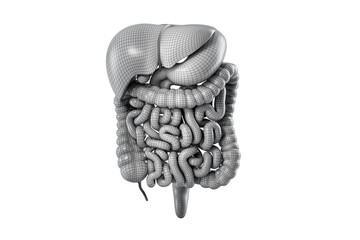Polygonal 3d illustration of human digestive system isolated on white. Wireframe stylized human food tract internal organs - liver, stomach, pancreas, intestine