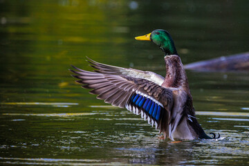 Stockente (Anas platyrhynchos)