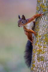 Eichhörnchen (Sciurus vulgaris)