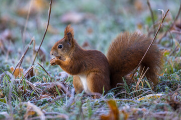 Eichhörnchen (Sciurus vulgaris) © Rolf Müller
