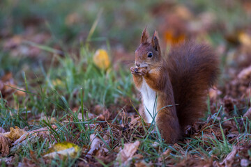 Eichhörnchen (Sciurus vulgaris)
