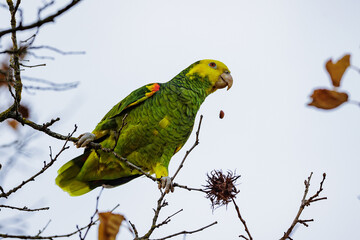 Gelbkopfamazone (Amazona oratrix)