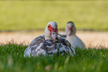 Beautiful tame duck in the park